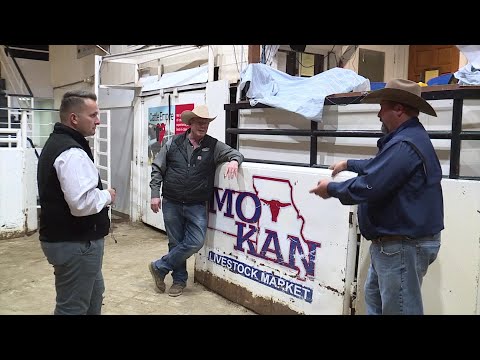 YouTube video thumbnail: Missouri Cattle Industry Veteran Says President's Argentina Beef Import Plan an 'Insult'