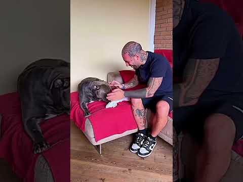 minu sister come #dog #tiktok #doglove #shorts