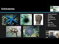 Characteristics of Invertebrates and Worms