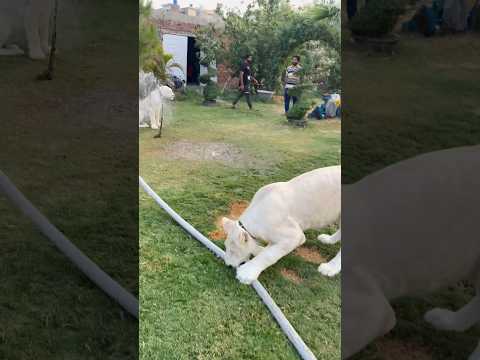 Lion cleanup time ? #lion #lionhub #shorts