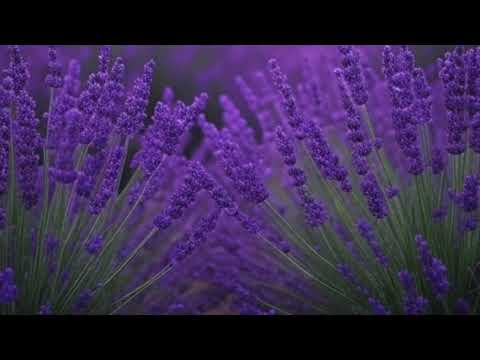 E6E6FA (Lavender)