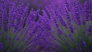 E6E6FA (Lavender)