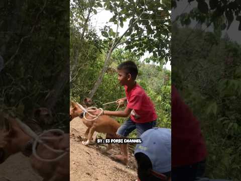 Uniknya pemburu junior ini membawa 2 ekor anjing‼️