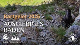 Alosa badet ausgiebig | Bartgeierwebcam 2026