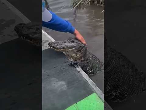 Crocodile World Erha. 🐊☺️#crocodile #fyp #animalworld #funnyvideos #funny #core #foryoupage