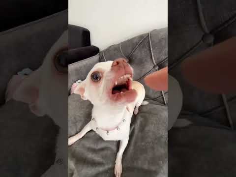 dog owner love fight 🥰 #amazing #pets #dog #tiktok