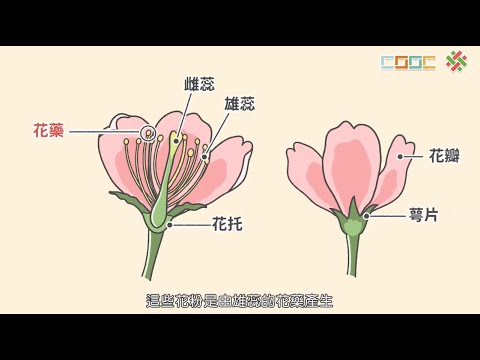 花、果實、種子的觀察 - YouTube(7:18)