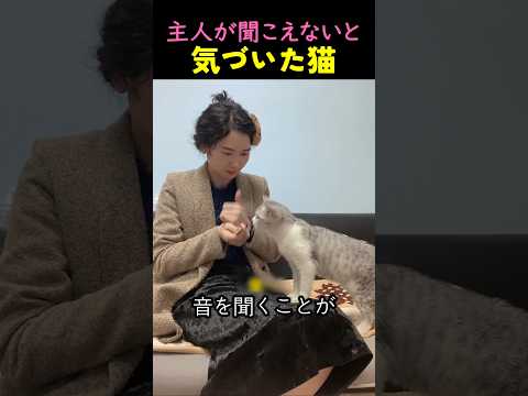 飼い主が聞こえないと気づいた猫