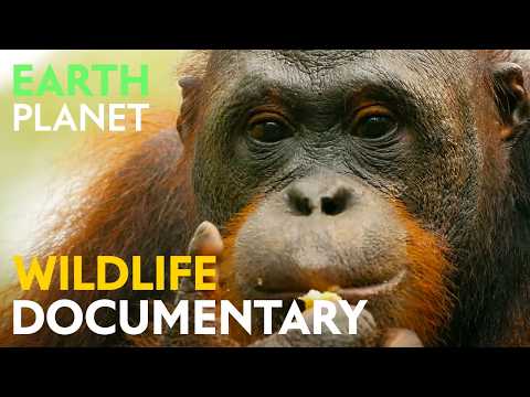 The Ancient Jungles of Borneo & Southeast Asia | Rainforest Wildlife Documentary