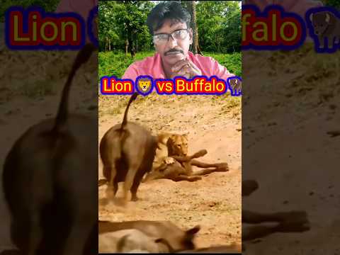 Lion ? vs Buffalo ? Part 8#short #shorts #shortsfeed #animals #animalslife #reaction #youtubeviral
