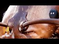 Harvester Ant Behavior and Identification