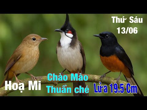 Choè lửa Đăk Nông✅ Chào mào✅ Hoạ mi