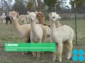 Llamas and South American Camelids
