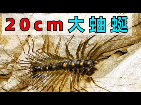 我的新寵物 ! My new pet - 20cm house centipede