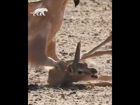 Baby Buck abandonado es atacado por águilas