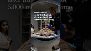 Rhossi the rare sea turtle is healing after traveling almost 5,000 miles from home