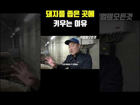 돼지를 좁은 곳에 키우는 이유