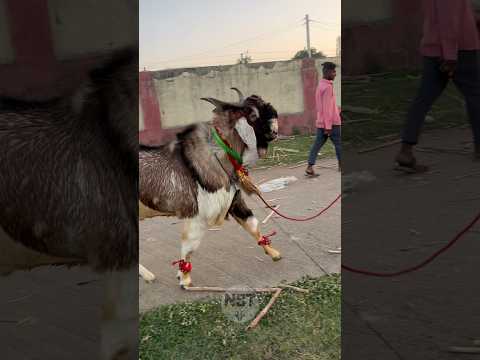 Aj Goat Farm Bhopal