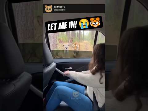 Deer Leaps Through Car Window... Just Before It Closes to Escape TIGER! 😱🦌