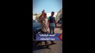 العثور على أفعى رقطاء سامة داخل بيت بلاستيكي أثناء قطف ورق الدوالي..