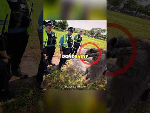 Raccoon Catches Officers Interest! 🥰