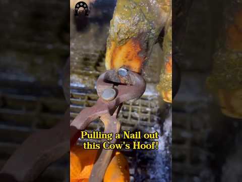 Pulling a Nail out this Cow’s Hoof! #tiktok #viral #cow #hoof #hoofcare #hoofpicking #hoofcleaning