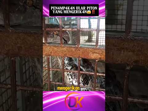 Pen4mp4k4n Ular Piton yang Mengerik4n😱‼️#shorts
