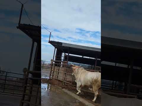 es rápido este toro #toros #rodeo #bull #rancho #ganaderia #mascotas #animales #jaripeo