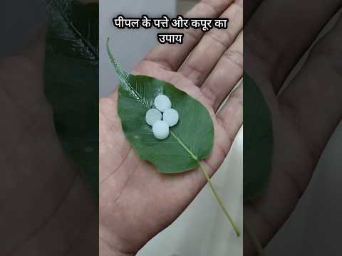 पीपल के पत्ते और कपूर का उपाय ll #shortsfeed #upay #mahadev #youtubeshorts #trendingshorts #shorts