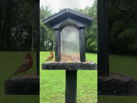 ASMR Relaxing Nature Squirrels Birds #asmr #pets #cats