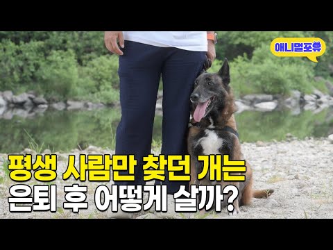 평생을 사람만 찾으며 살던 구조견의 은퇴 후 삶 I KBS 더 보다 250629 방송