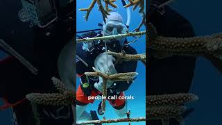 98% of Florida's Stony Coral Reef is Gone!