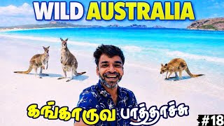🦘எல்லாரும் ஆசைப்பட்ட கங்காரு பாத்துட்டோம்👍| 🇦🇺Australia Ep18