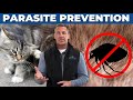 Parasite Prevention for Indoor Pets