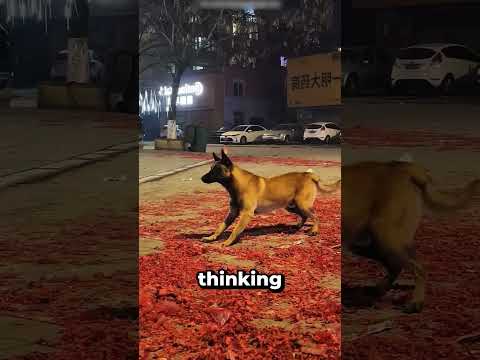LIGHTING A FIREWORK NEXT TO A DOG! 😱
