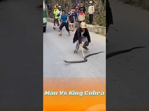 Catching king cobras on the road