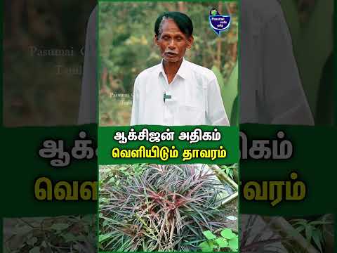 ஒவ்வொரு வீட்டிலும் இந்த இரண்டு தாவரம் இருந்தா நல்லது - பவானந்தம் | Home garden | Important Plant