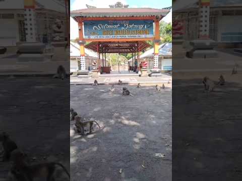 ALAS KEDATON BALI TEMPATNYA RIBUAN KERA DAN MONYET