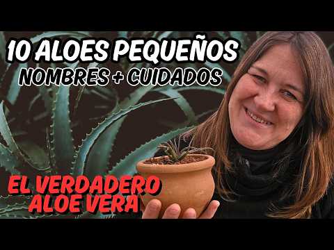 ALOES PEQUEÑOS:  con sus nombres y cuidados + el VERDADERO ALOE VERA