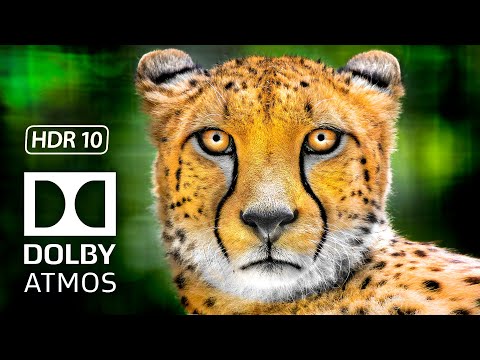 Most Amazing Animals 8K HDR Dolby Vision Video at 120 FPS - 4K TV
