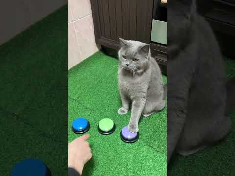 Говорящий умный кот, talking cat #animalshorts #cat #talkingcat #говорящийкот #кот #умныйкот