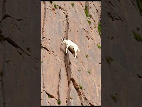 Finding grass #shortvideo #goat #mountains #animals #love