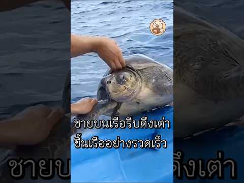 ฉลามช่วยเต่าที่กำลังใกล้ตาย