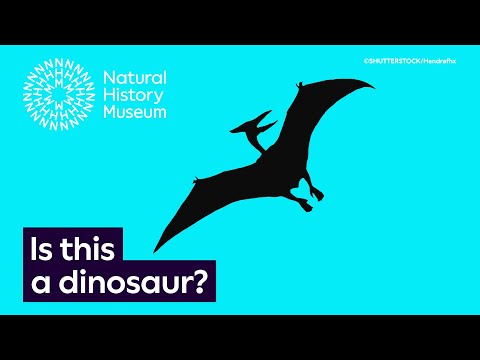 Is this a dinosaur? | Surprising Science