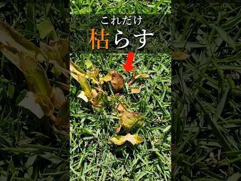 ピンポイントで雑草だけを枯らすスーパー除草剤！