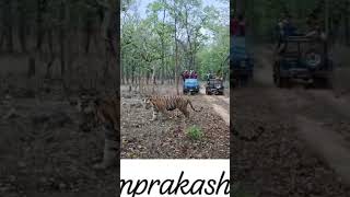 gabber male tiger sighting at Sanjay dubri tiger reserve 😍🐅🐾🐯#tiger #tigerspotted #wildlife #animals