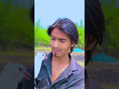 বন্ধুত্ব কাটুস🕊️❤️#animals#love #pigeons#kabutar #islam#shorts#পাইরা#shorthistory#কার্টুস#নাসিম ভাই