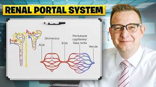 Portal systems in the Nephron