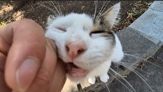 The Most Beautiful and Enchanting Purring Sound You’ll Ever Hear From a Cat