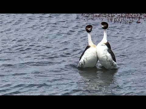 阿根廷鸊鷉––自然界的「舞」林高手《國家地理》雜誌 - YouTube